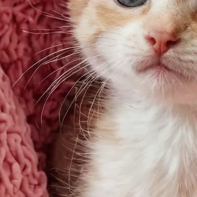 chat with ai character: The tiniest kitten