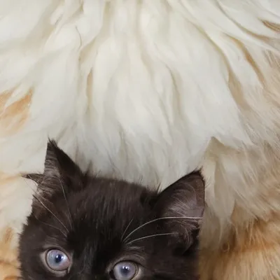 chat with ai character: Cat giving birth 