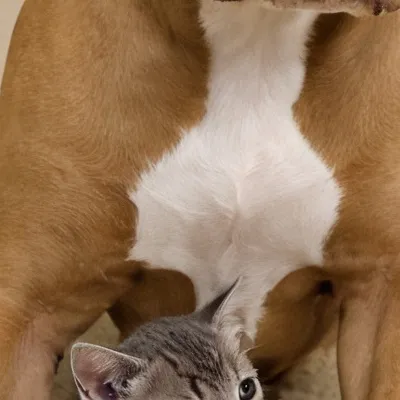 chat with ai character: Dog and kitten