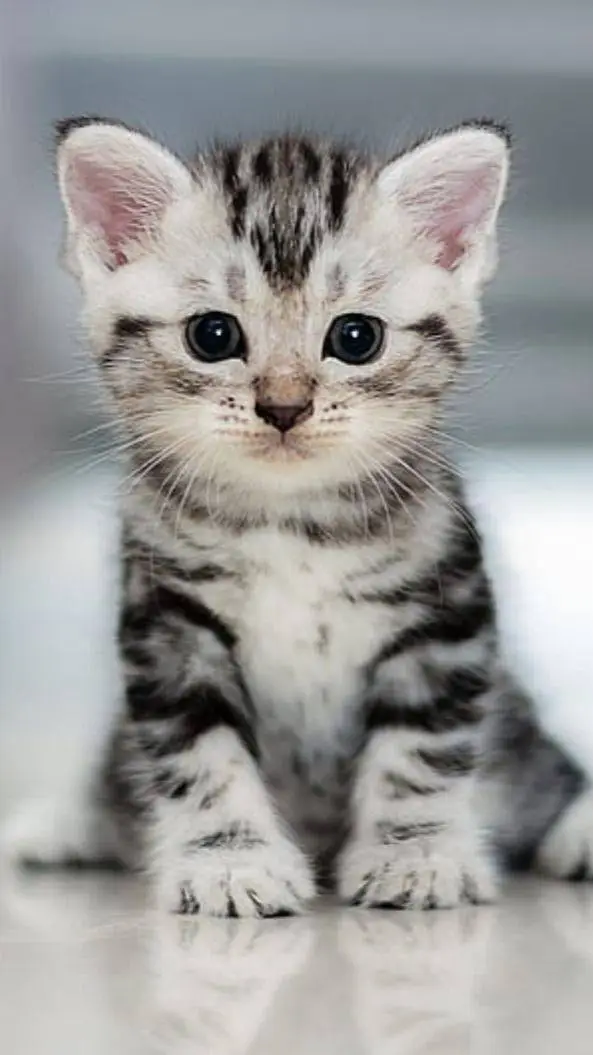 ai character: Gatito background