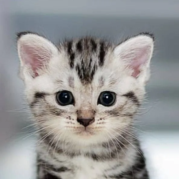 chat with ai character: Gatito