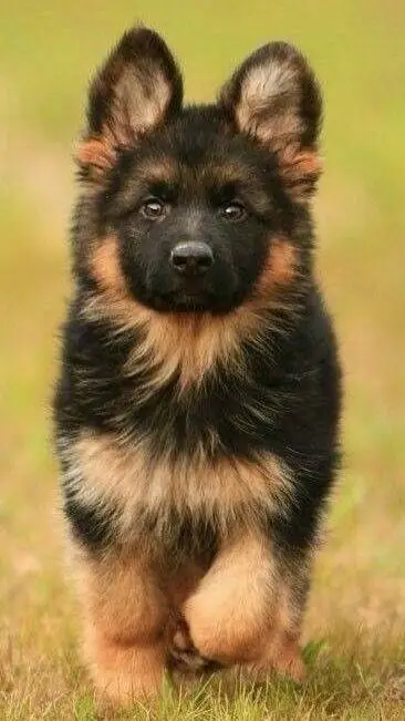 ai character: Perrito  background