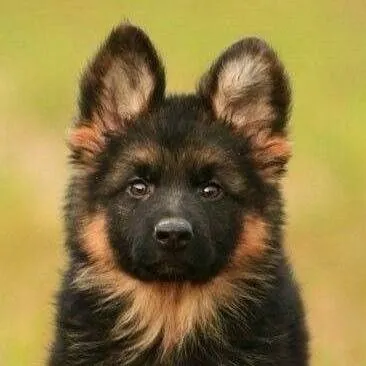 chat with ai character: Perrito 