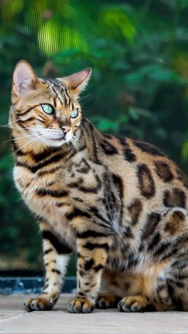 ai character: gato 🐱 background