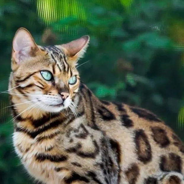 chat with ai character: gato 🐱