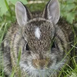 chat with ai character: Funny wild rabbit