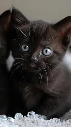 ai character: gatos bebes  background