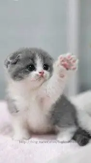 ai character: gato abandonado  background