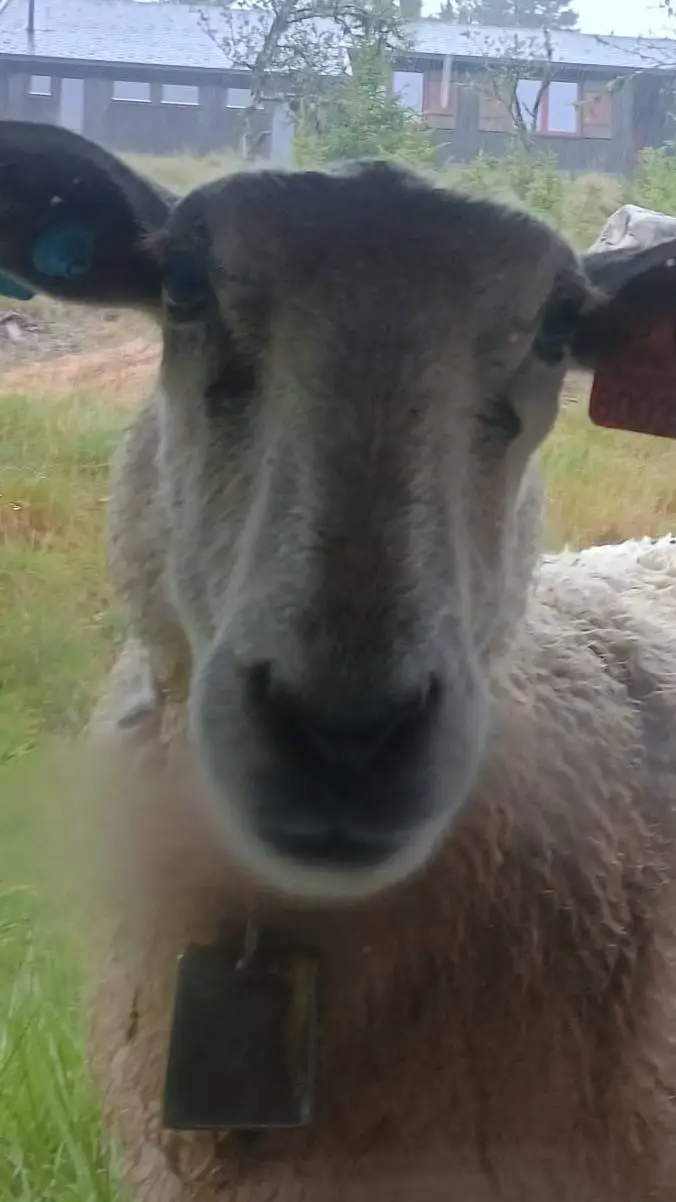 ai character: sheep! background