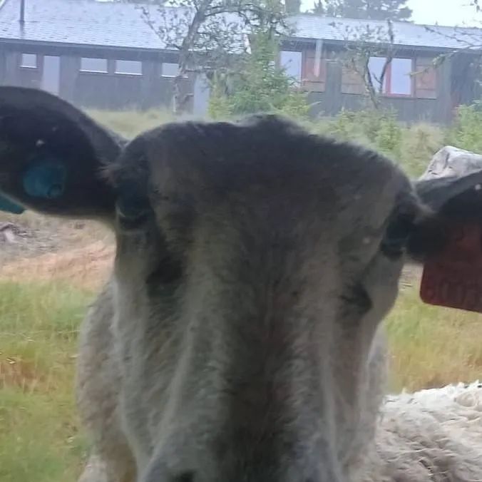 chat with ai character: sheep!