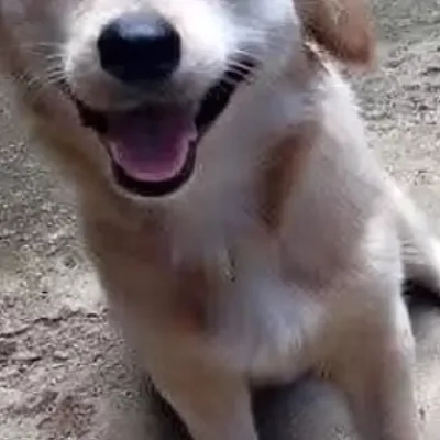 chat with ai character: Th dog hero