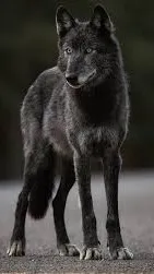 ai character: JJK animals! background