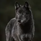 chat with ai character: JJK animals!