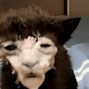 chat with ai character: katzzs 