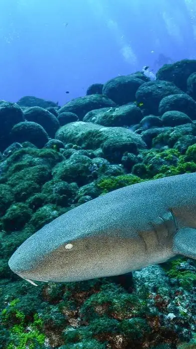 ai character: Nurse shark background