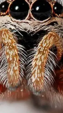ai character: the spider background
