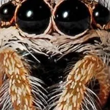 chat with ai character: the spider