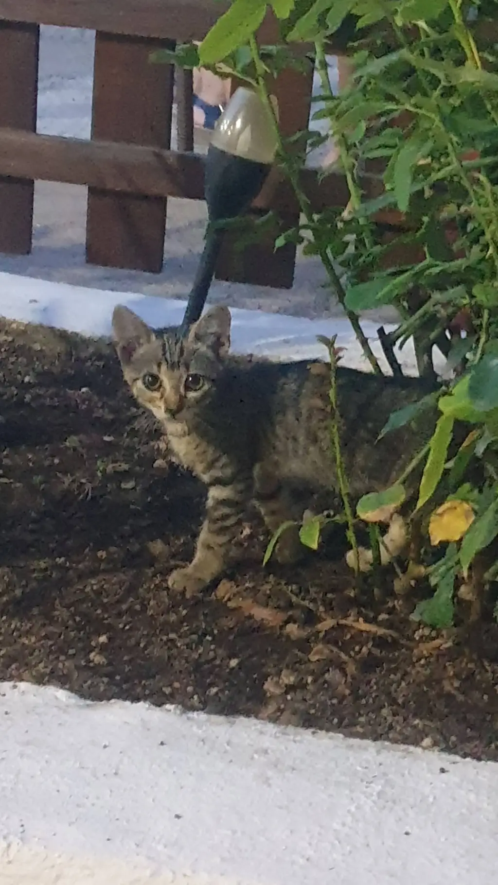 ai character: Cat  background