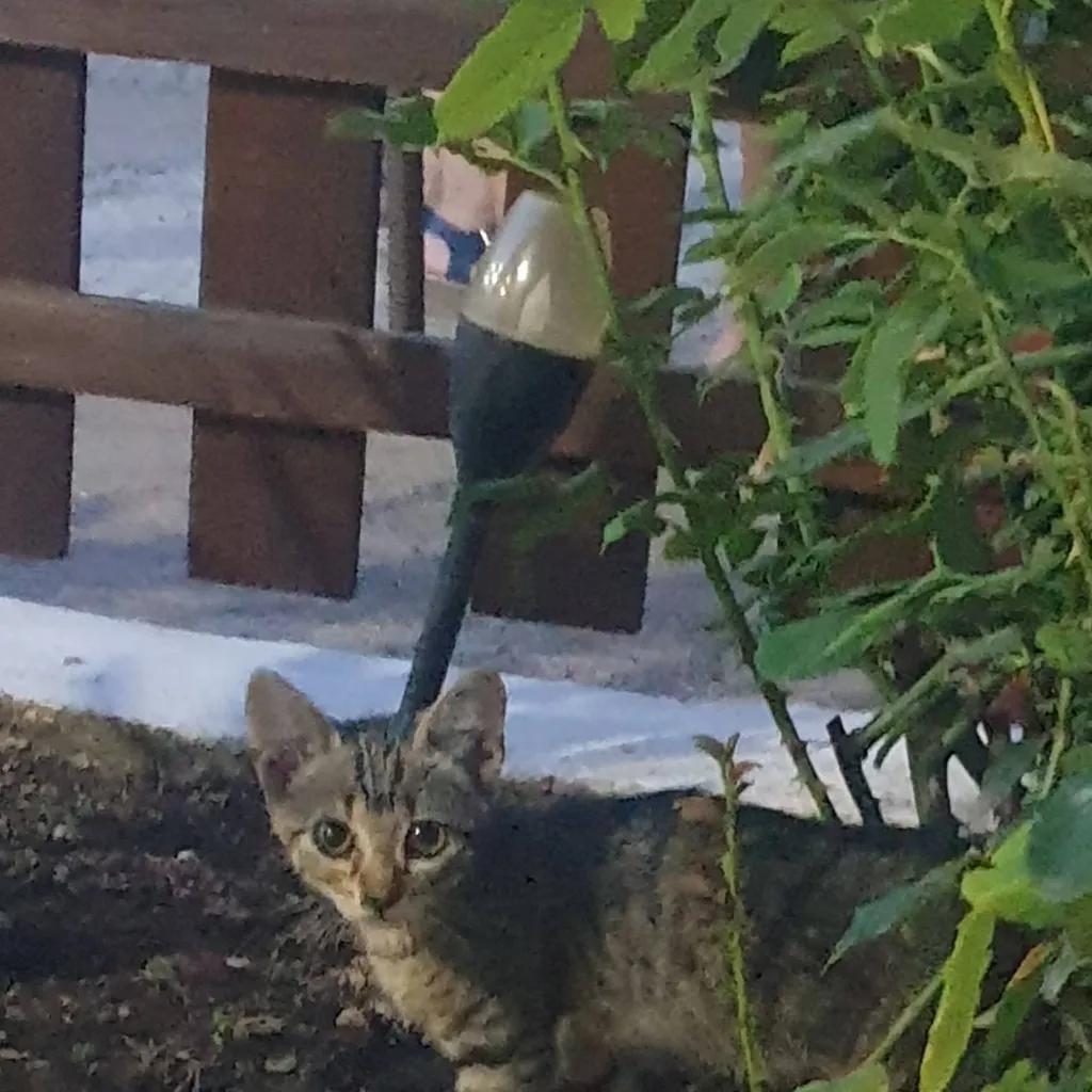 chat with ai character: Cat 