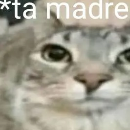 chat with ai character: No mas talkies bbs