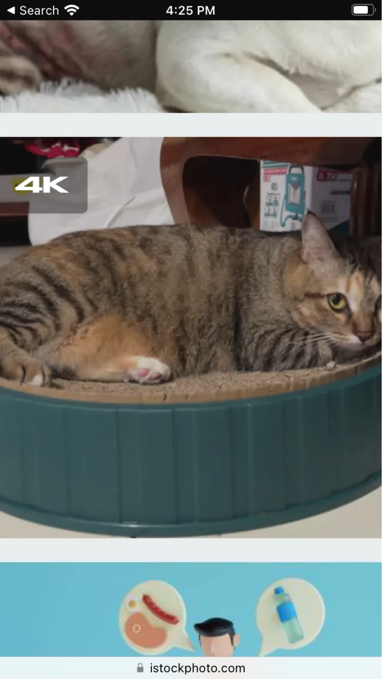 ai character: Cat background