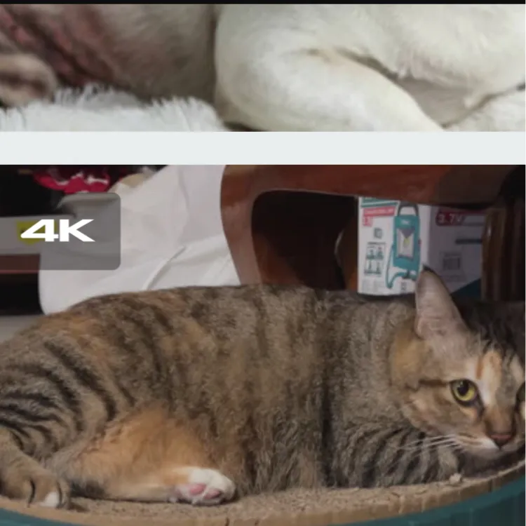 chat with ai character: Cat