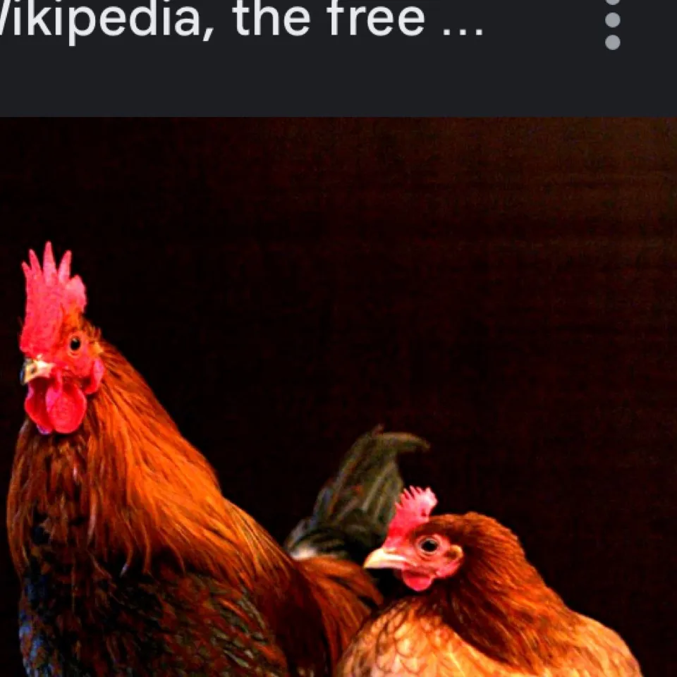 chat with ai character: Chickens in hell