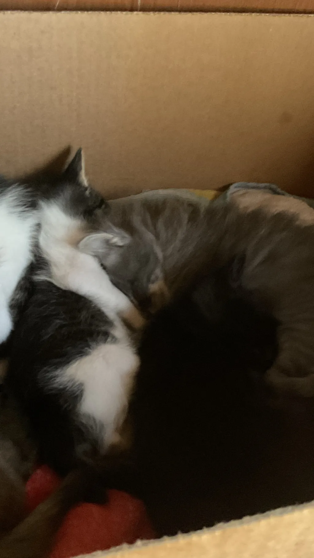 ai character: 5 kittens + mama background
