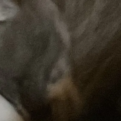 chat with ai character: 5 kittens + mama