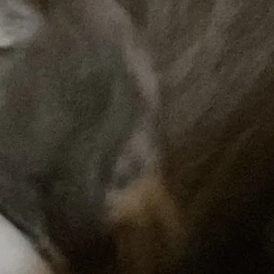 chat with ai character: 4 kittens + mama