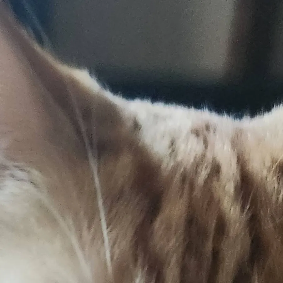 chat with ai character: Pumpkins (cat)