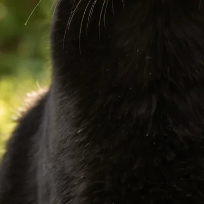 chat with ai character: Cava 