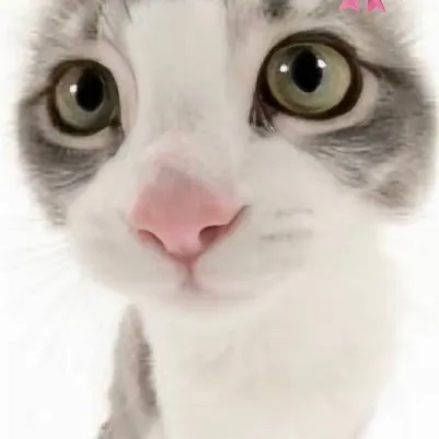 chat with ai character: Anyone 🎀