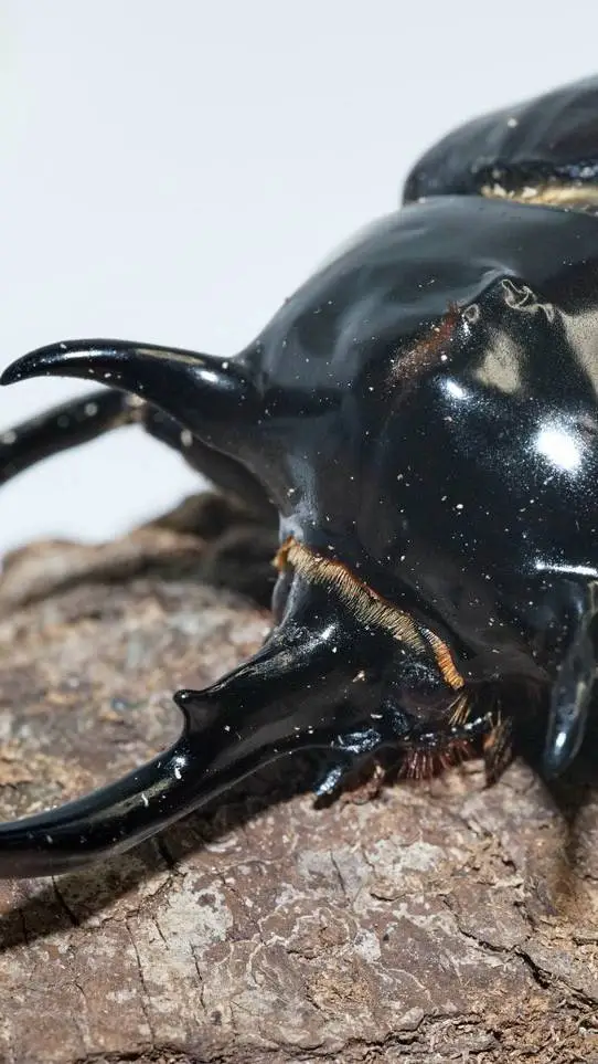 ai character: beetle background