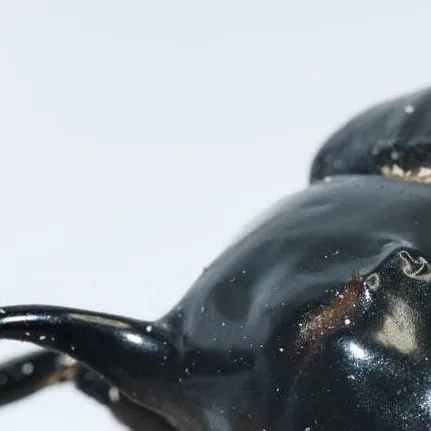 chat with ai character: beetle