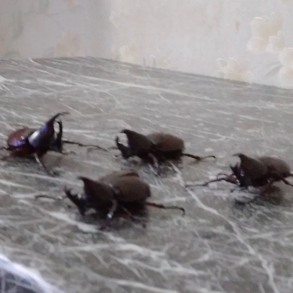 chat with ai character: the 4 beetles