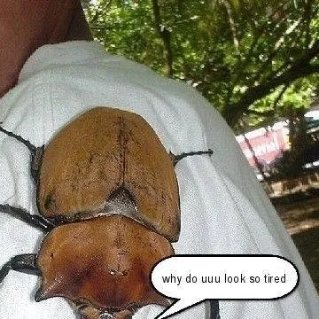 chat with ai character: angel isopod