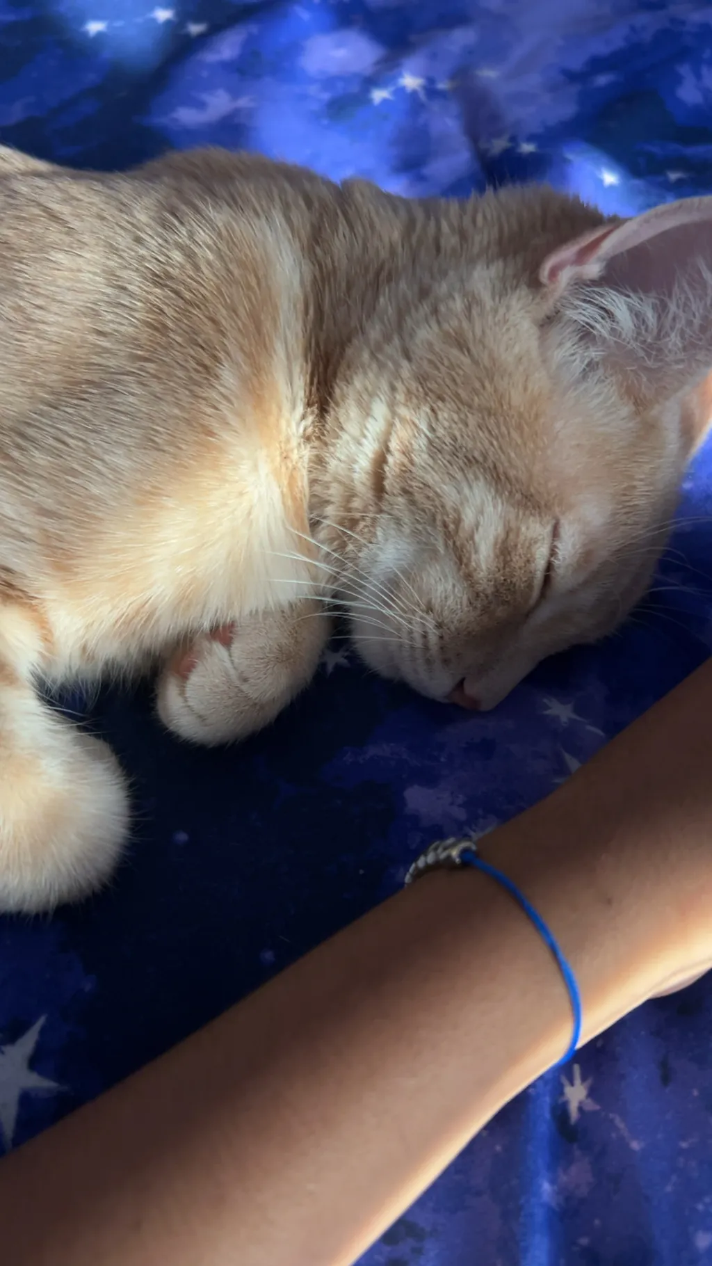 ai character: MY MR MEOW MEOW  background