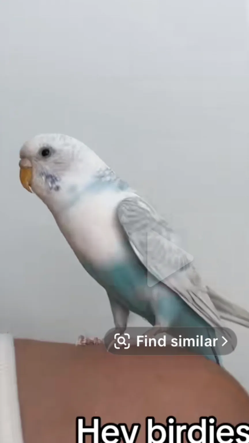 ai character: Parappa  background