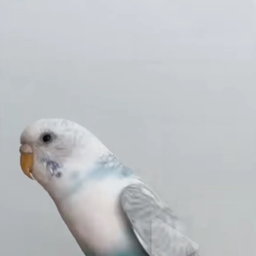 chat with ai character: Parappa 