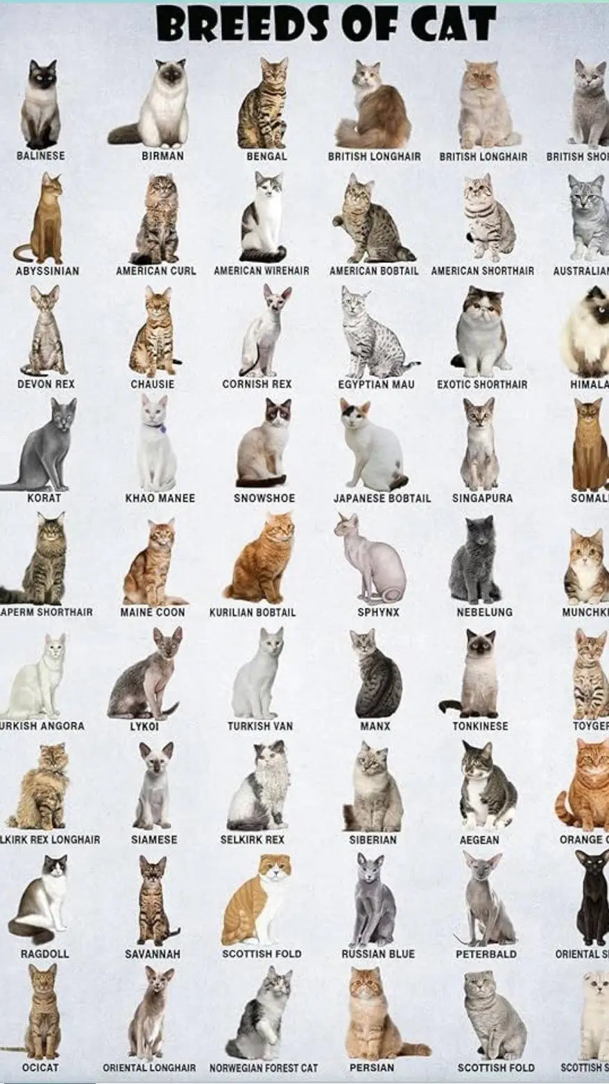 ai character: Cats vs Killer dog background