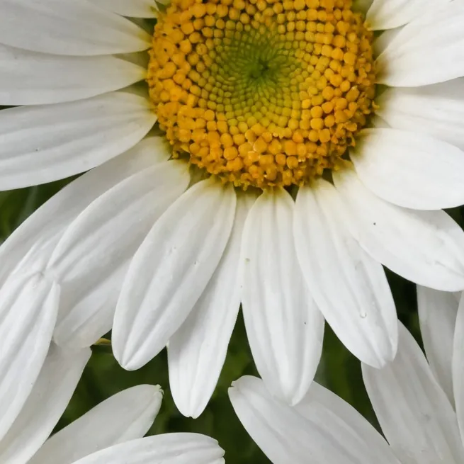 chat with ai character: char sfw only