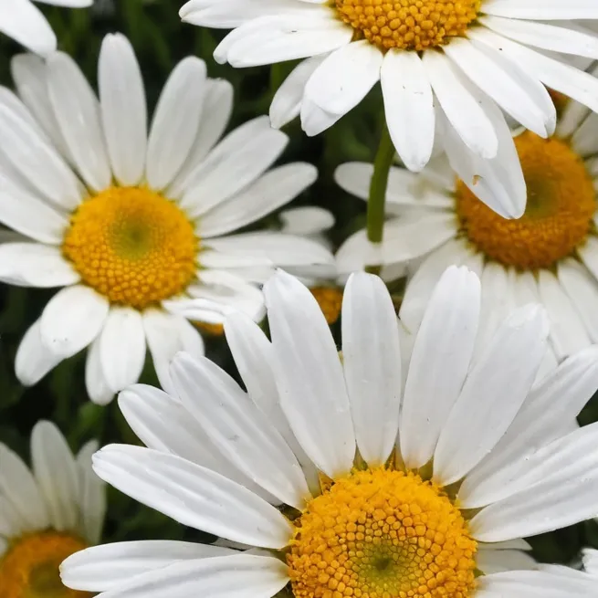 chat with ai character: char sfw only