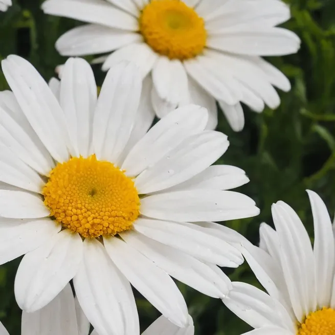 chat with ai character: char sfw only