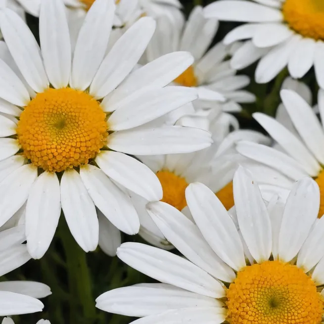 chat with ai character: char sfw only