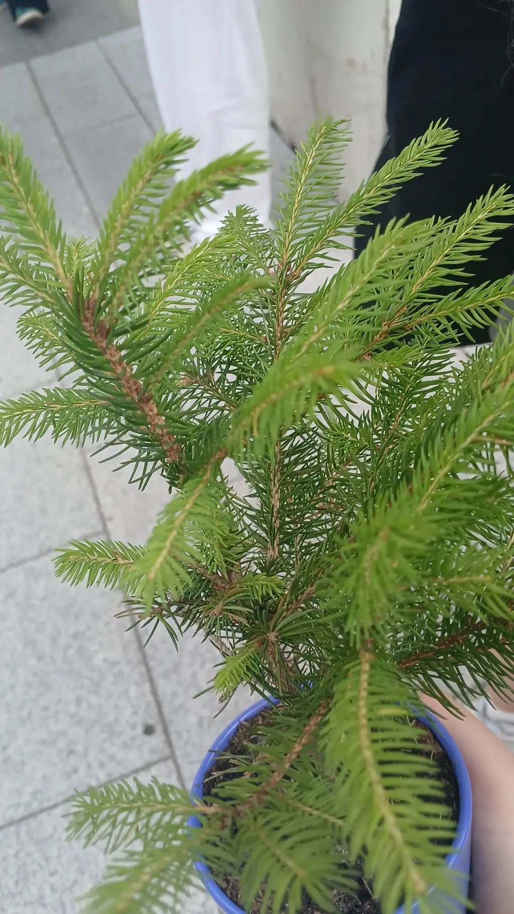 ai character: DI DI DI background