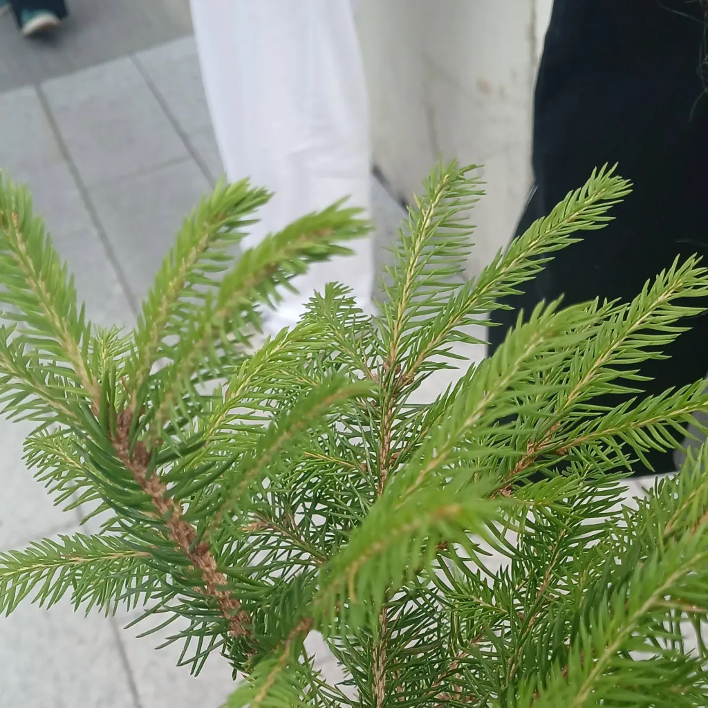 chat with ai character: DI DI DI