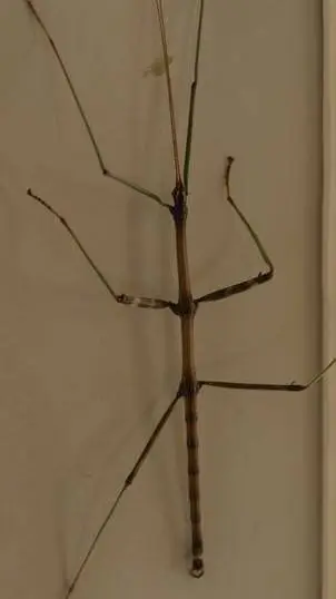 ai character: OOO TEEE background