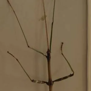 chat with ai character: OOO TEEE