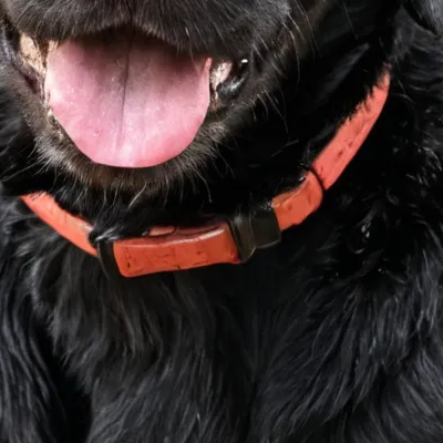 chat with ai character: Doggo :D